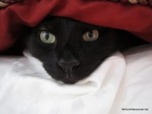 hiding-under-the-covers